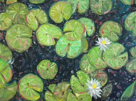 Colorful Waterlilies