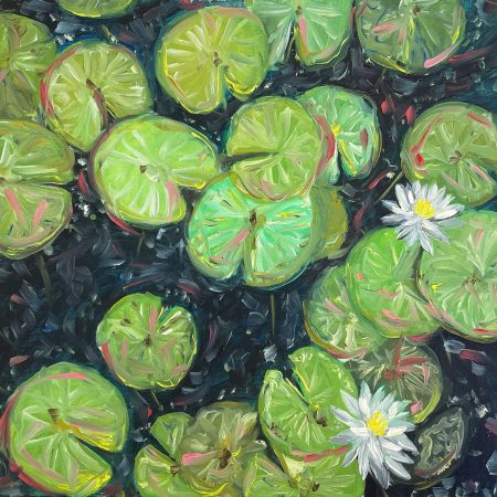 Colorful Waterlilies