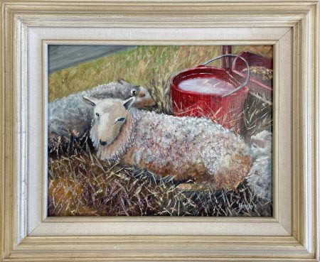 Sheep and Red Bucket