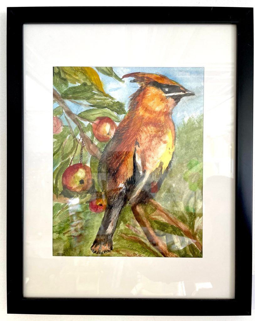 Cedar Waxwing